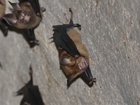 Great Roundleaf Bat - male  - Sai Yok NP
