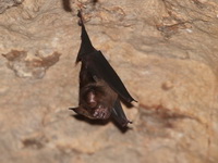Great Roundleaf Bat - male  - Chumphon