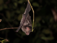 Greater Bicoloured Roundleaf Bat  - Tha Chana