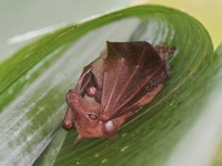 Greater Long-tongued Nectar Bat  - Sri Phang Nga NP
