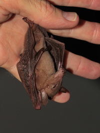 Greater Long-tongued Nectar Bat  - Phuket