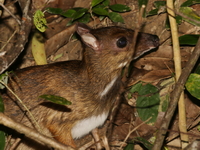 Greater Mousedeer  - Koh Tarutao