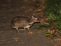 Greater Mousedeer  - Koh Tarutao