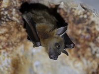 Greater Short-nosed Fruit Bat  - Phang Nga