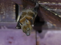 Greater Short-nosed Fruit Bat  - Khao Phanom Bencha NP