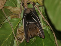 Greater Short-nosed Fruit Bat  - Baan Maka