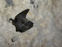 Greater Short-nosed Fruit Bat  - Than Bok Khoranee NP