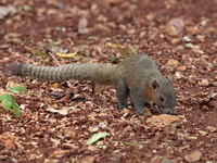 Grey-bellied Squirrel  - Krabi