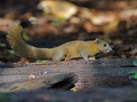Grey-bellied Squirrel  - Kaeng Krachan NP