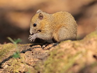 Grey-bellied Squirrel  - Kaeng Krachan NP