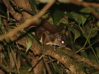 Hairy-footed Flying Squirrel  - Doi Phu Kha NP