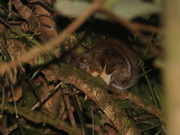 Hairy-footed Flying Squirrel  - Doi Phu Kha NP