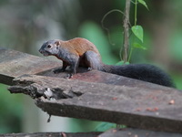 Horse-tailed Squirrel  - Khao Luang Krung Ching NP