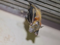 Horsfield's Fruit Bat  - Bala