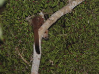 Indian Giant Flying Squirrel  - Khao Soi Dao WS