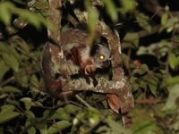 Indian Giant Flying Squirrel  - Phu Kradueng NP