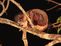 Indian Giant Flying Squirrel  - Nam Nao NP