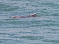 Indo-Pacific Humpbacked Dolphin  - Nakhon Sri Thammarat