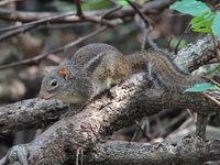 Indochinese Ground Squirrel  - Kaeng Krachan NP