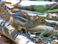 Indochinese Ground Squirrel  - Ton Pariwat WR