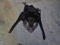 Intermediate Roundleaf Bat  - Phuket