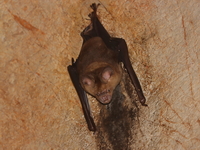 Intermediate Roundleaf Bat  - Lub Lae Cave