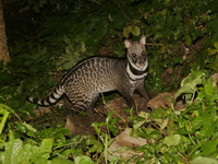 Large Indian Civet  - Kaeng Krachan NP
