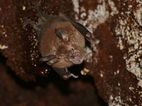 Least Horseshoe Bat  - Kui Buri NP