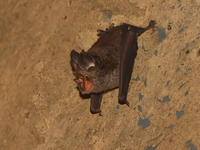 Least Horseshoe Bat  - Kaeng Krachan NP
