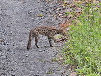 Leopard Cat  - Bala