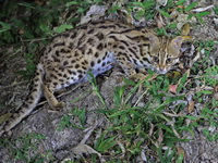 Leopard Cat  - Mae Wong NP