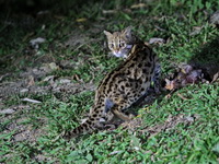 Leopard Cat  - Mae Wong NP