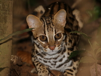 Leopard Cat  - Doi Tung