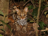 Leopard Cat  - Doi Tung