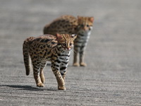 Leopard Cat  - Khao Luang Krung Ching NP