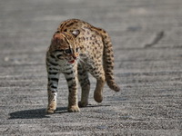 Leopard Cat  - Khao Luang Krung Ching NP