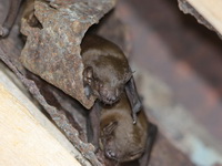 Lesser Asian House Bat  - Thale Noi