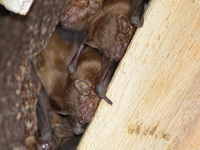 Lesser Asian House Bat  - Thale Noi