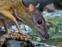 Lesser Mousedeer  - Kaeng Krachan NP