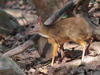 Lesser Mousedeer  - Kaeng Krachan NP