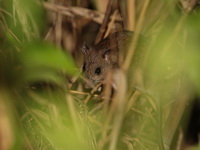 Lesser Ricefield Rat  - Baan Maka