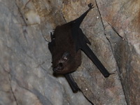 Lesser Sheath-tailed Bat  - Lam Nam Kraburi NP