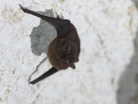 Lesser Sheath-tailed Bat  - Than Bok Khoranee NP