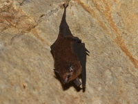 Lesser Sheath-tailed Bat  - Koh Lanta