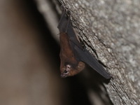 Lesser Sheath-tailed Bat  - Khao Banthad WS
