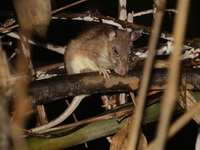 Long-tailed Giant Rat  - Phu Toei NP