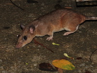 Long-tailed Giant Rat  - Baan Maka
