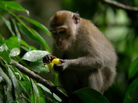 Long-tailed Macaque  - Thale Ban NP