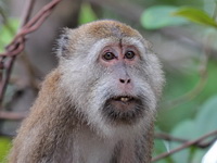 Long-tailed Macaque  - Krabi