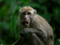 Long-tailed Macaque  - Thale Ban NP
